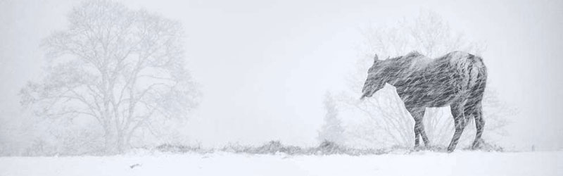 大雪時(shí)節(jié)雪紛紛