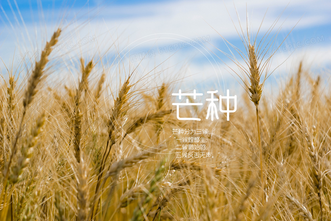 芒種|禾苗新綠向陽長,風吹麥浪歸倉忙